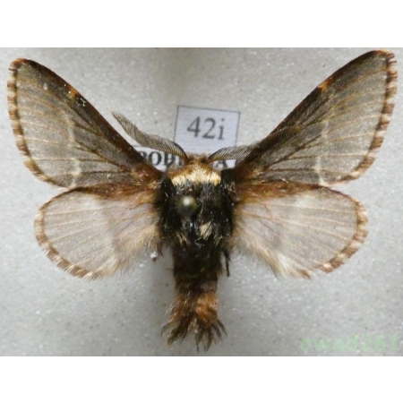Poecilocampa populi (Linnaeus, 1758) male Czech42i